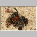 Sphecodes sp - Blutbiene 14f 4-5mm Paarung - Sandgrube Niedringhaussee.jpg